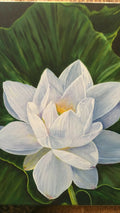 Water Lily Art Print