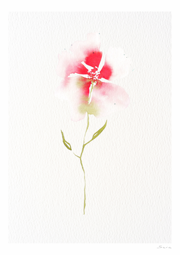 Ghost Poppy